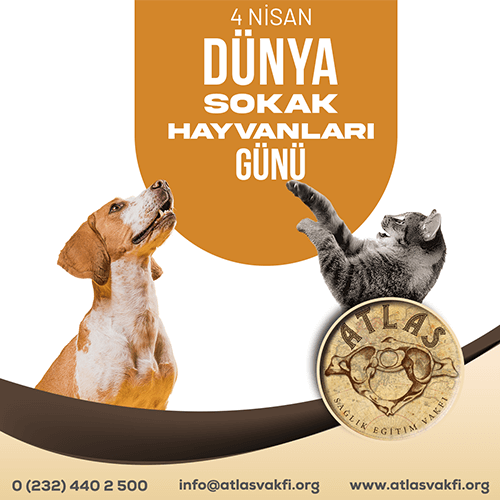 4 Nisan Dünya Sokak Hayvanları Günü 4 Nisan Dünya Sokak Hayvanları Günü